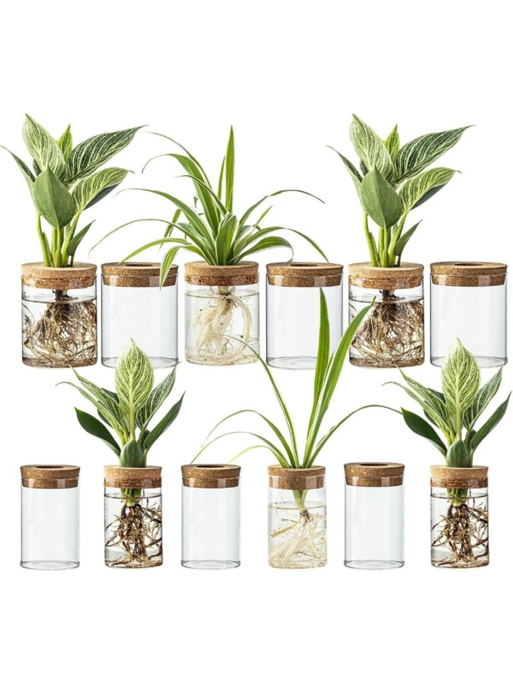 Set of 12 Glass Plant Propagation Stations - Hydroponic Vases for Home Decor